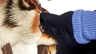 Flatterer gives tiger an inappropriate christmas present - wildlife