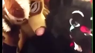 Fursuiters bonk in girls' room greatest extent bottom moans loudly